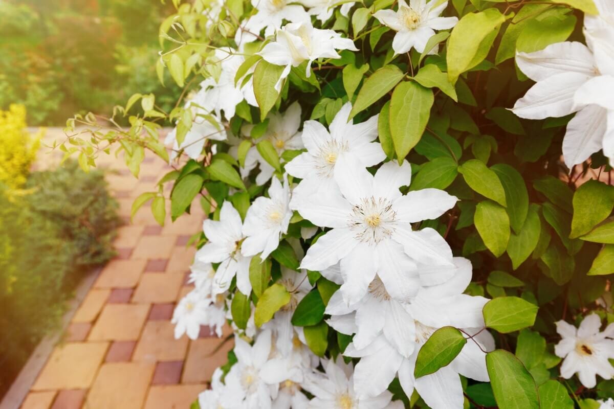 Clematis Care Essential Tips for Deadheading and Pruning Petal Republic