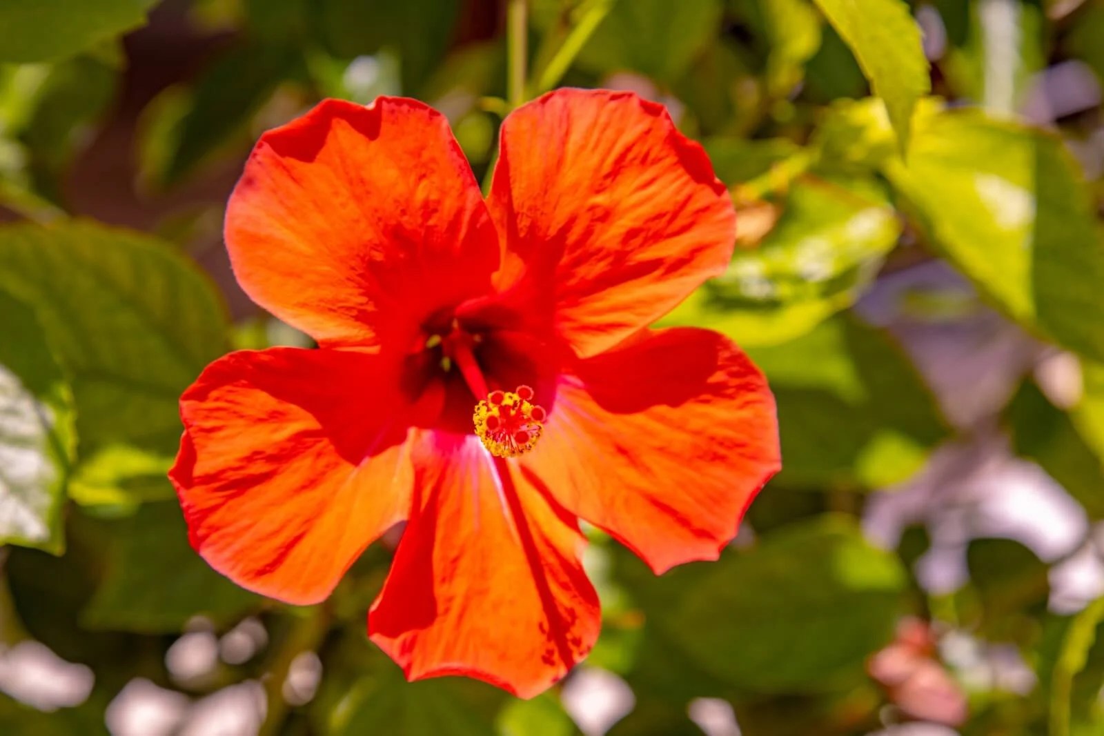 9 Common Hibiscus Pests and Diseases (and How to Deal With Them