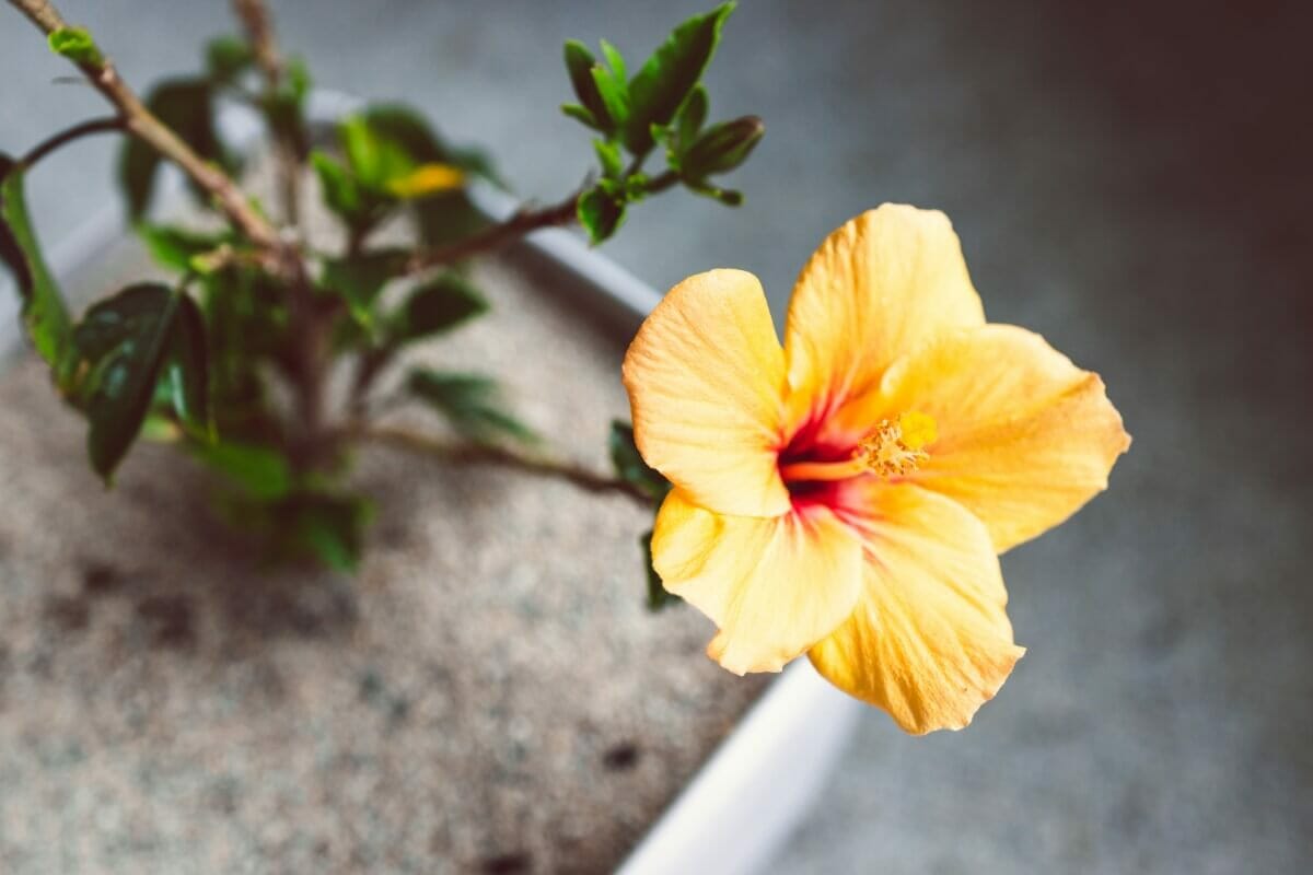 Can You Grow Hibiscus in Pots and Containers? (Essential Tips) Petal
