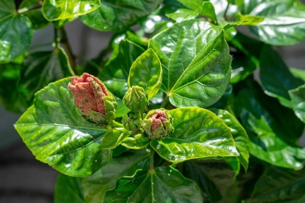 9 Common Hibiscus Pests and Diseases (and How to Deal With Them