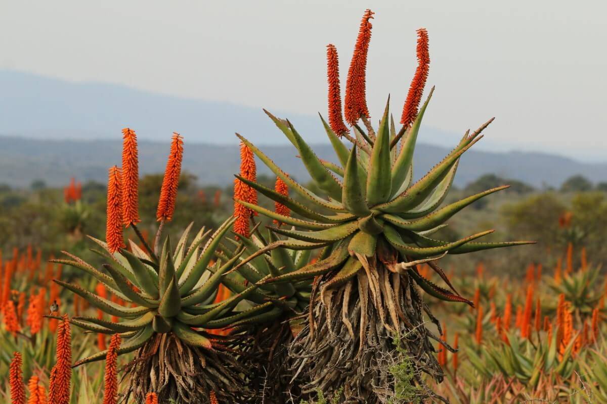 50 Native African Flowers and Plants to Admire Petal Republic