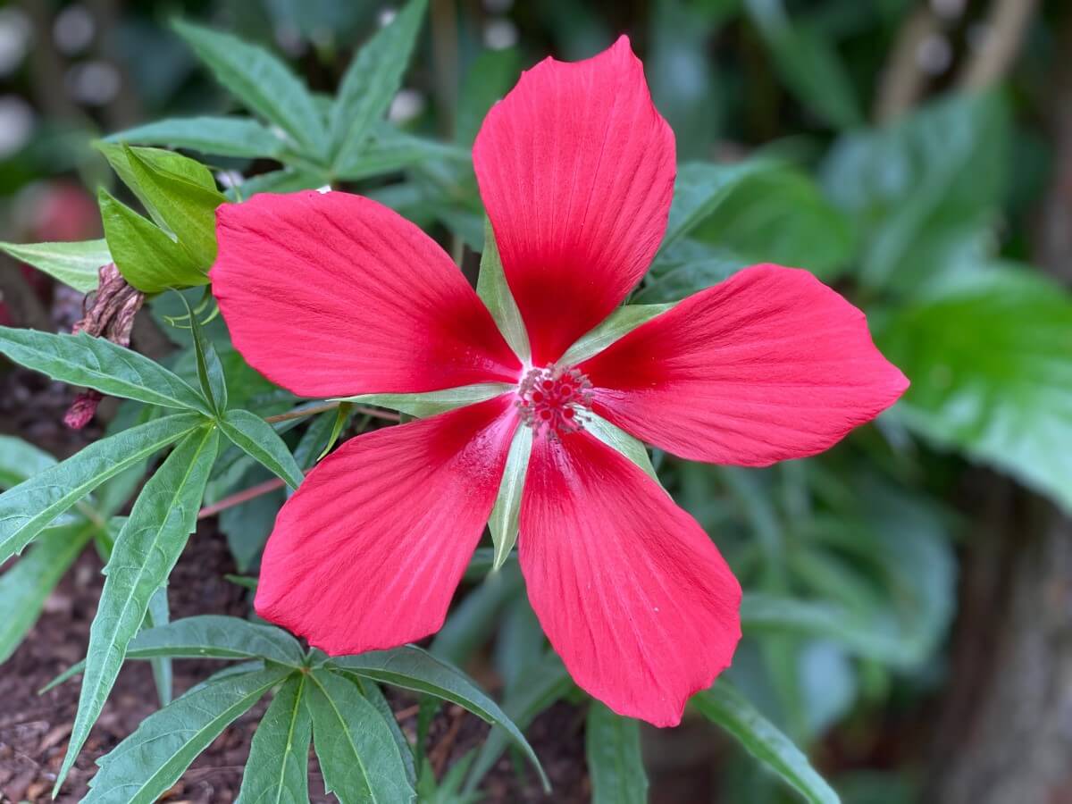 14 Beautiful Types of Red Hibiscus Flowers Petal Republic