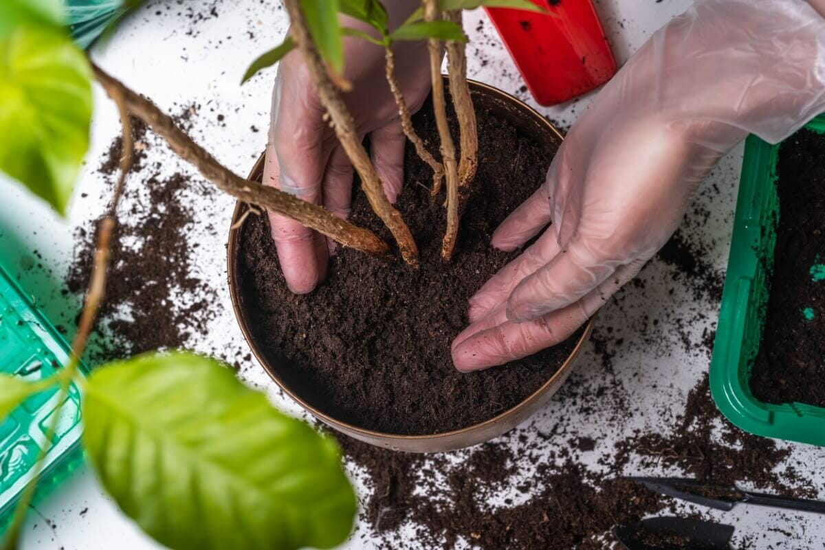 Essential Tips for Cultivating Hibiscus in Pots and Planters Petal Republic