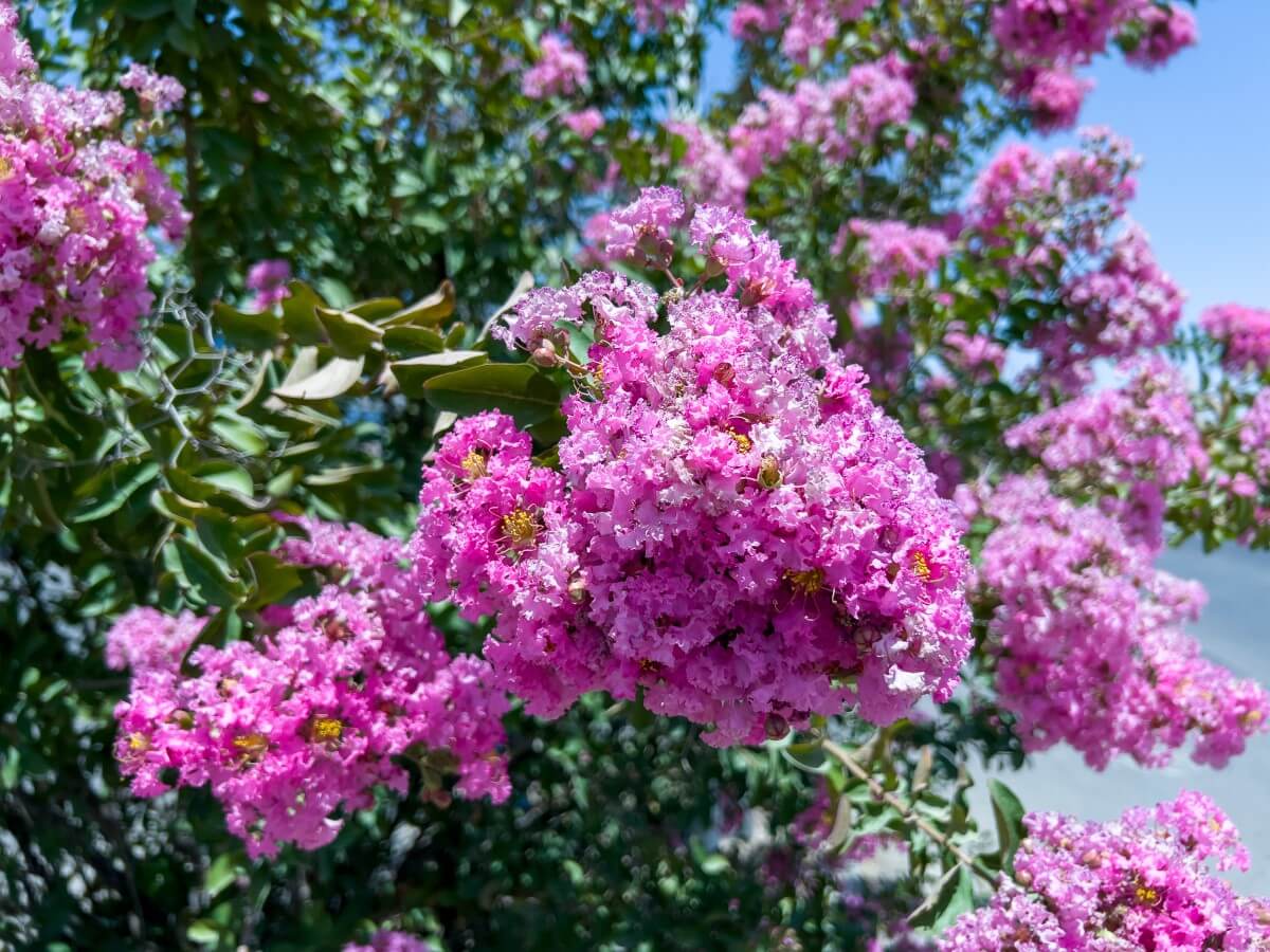 The Art of Crepe Myrtle Bonsai Growing Tips for Beginners Petal Republic