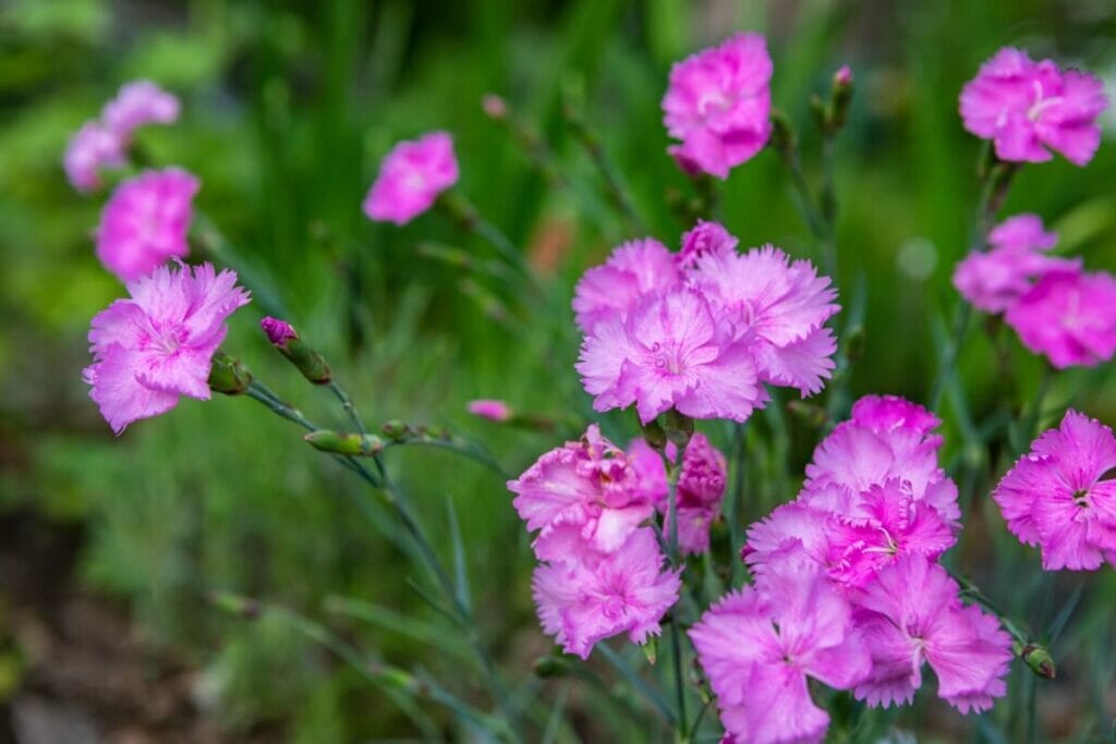 The Versatile Carnation 9 Uses and Benefits You Might Not Know Petal