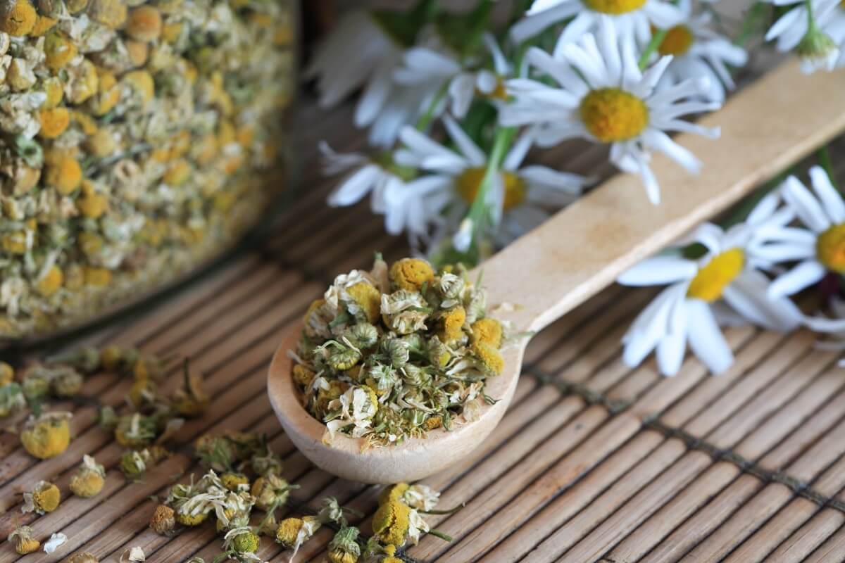 11 Healing Flowers in Traditional Therapies and Medicines Petal Republic