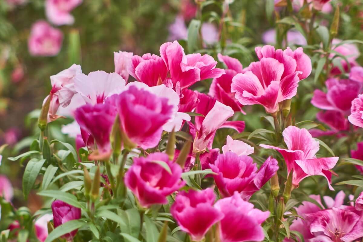 Clarkia Flower Meaning, Symbolism, Uses, and Growing Tips Petal Republic