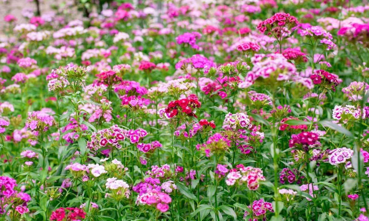 Where to Plant Carnations for Optimal Growth and Maximum Blooms Petal