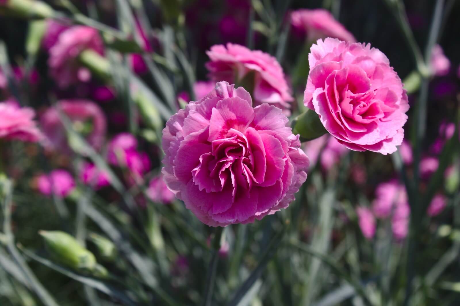 Where to Plant Carnations for Optimal Growth and Maximum Blooms Petal