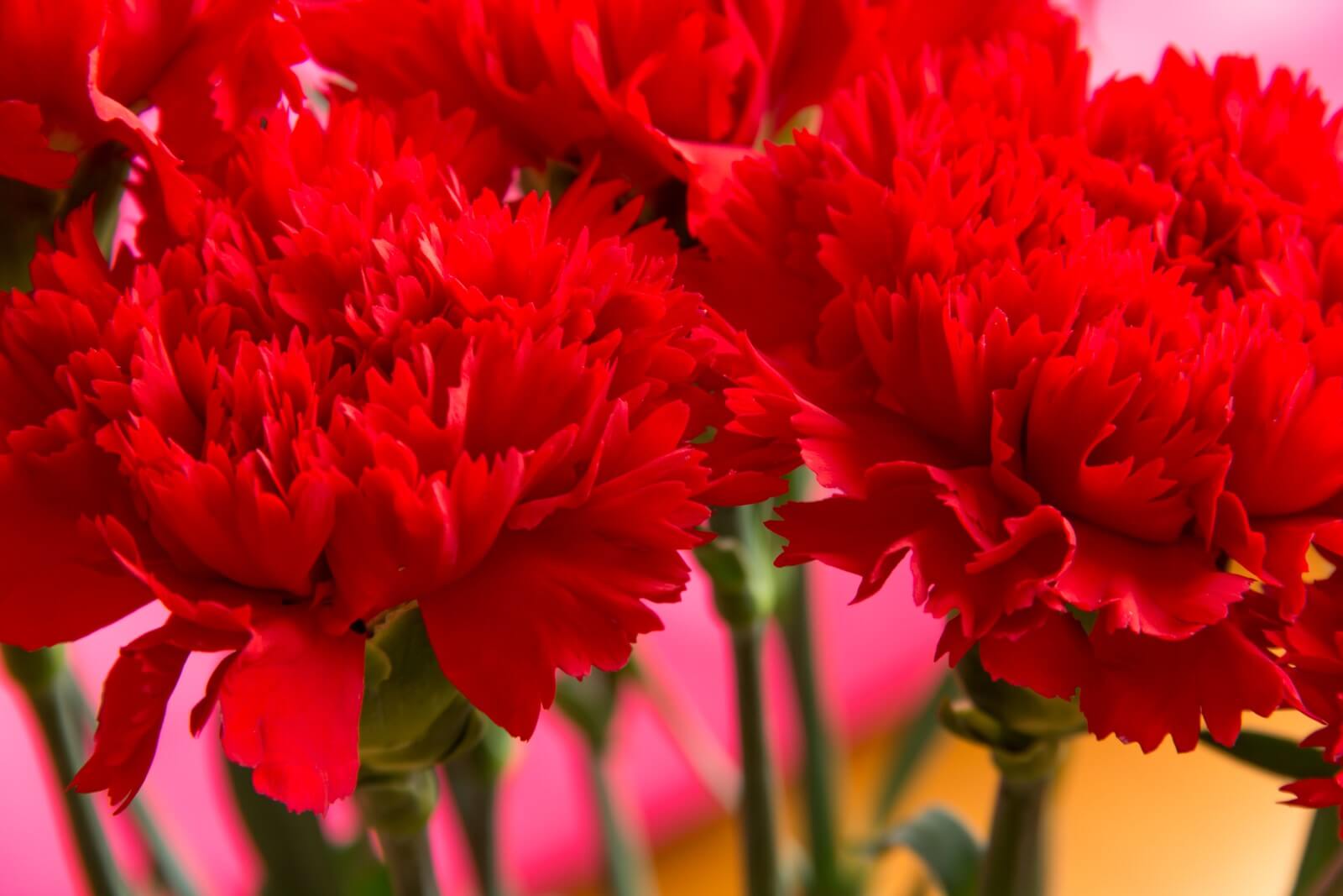 Spanish National Flower Red Carnation Best Flower Site