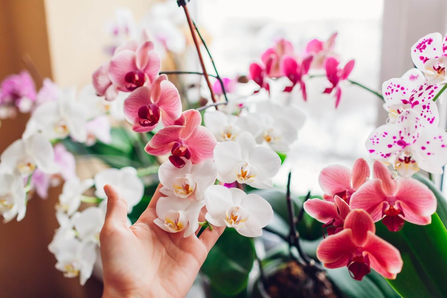 How to Repot Orchid Plants Successfully (Essential Tips) Petal Republic