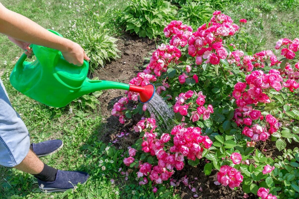 Wann und wie man Rosen gießt (wichtige Tipps) Floweri
