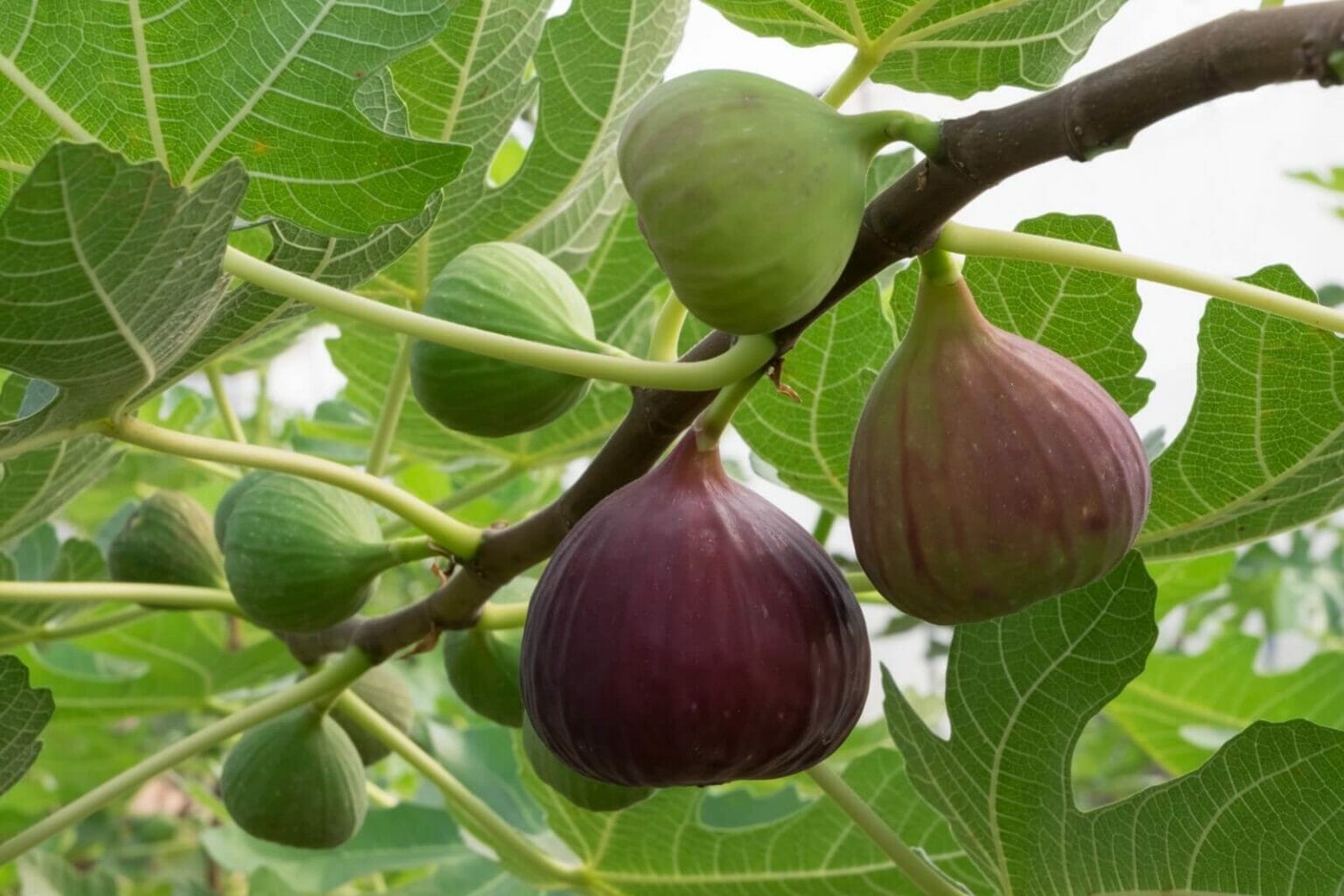 The Fig Tree Unveiling its Meaning, Symbolism, and Cultural Significance Petal Republic