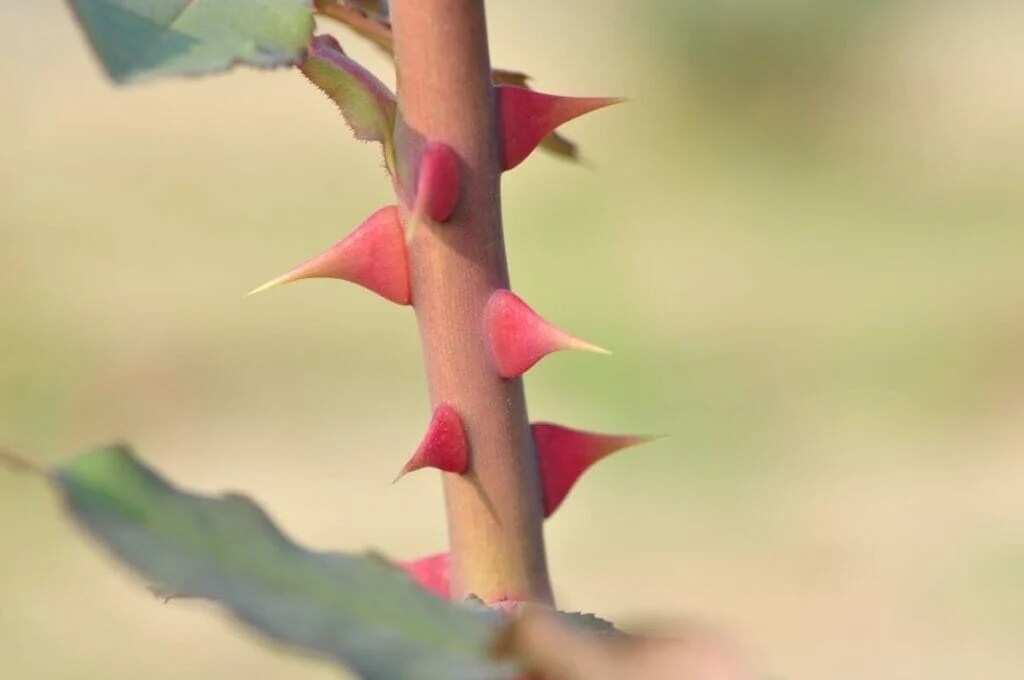 Why Do Roses Have Thorns? A Fascinating Look into Nature Petal Republic