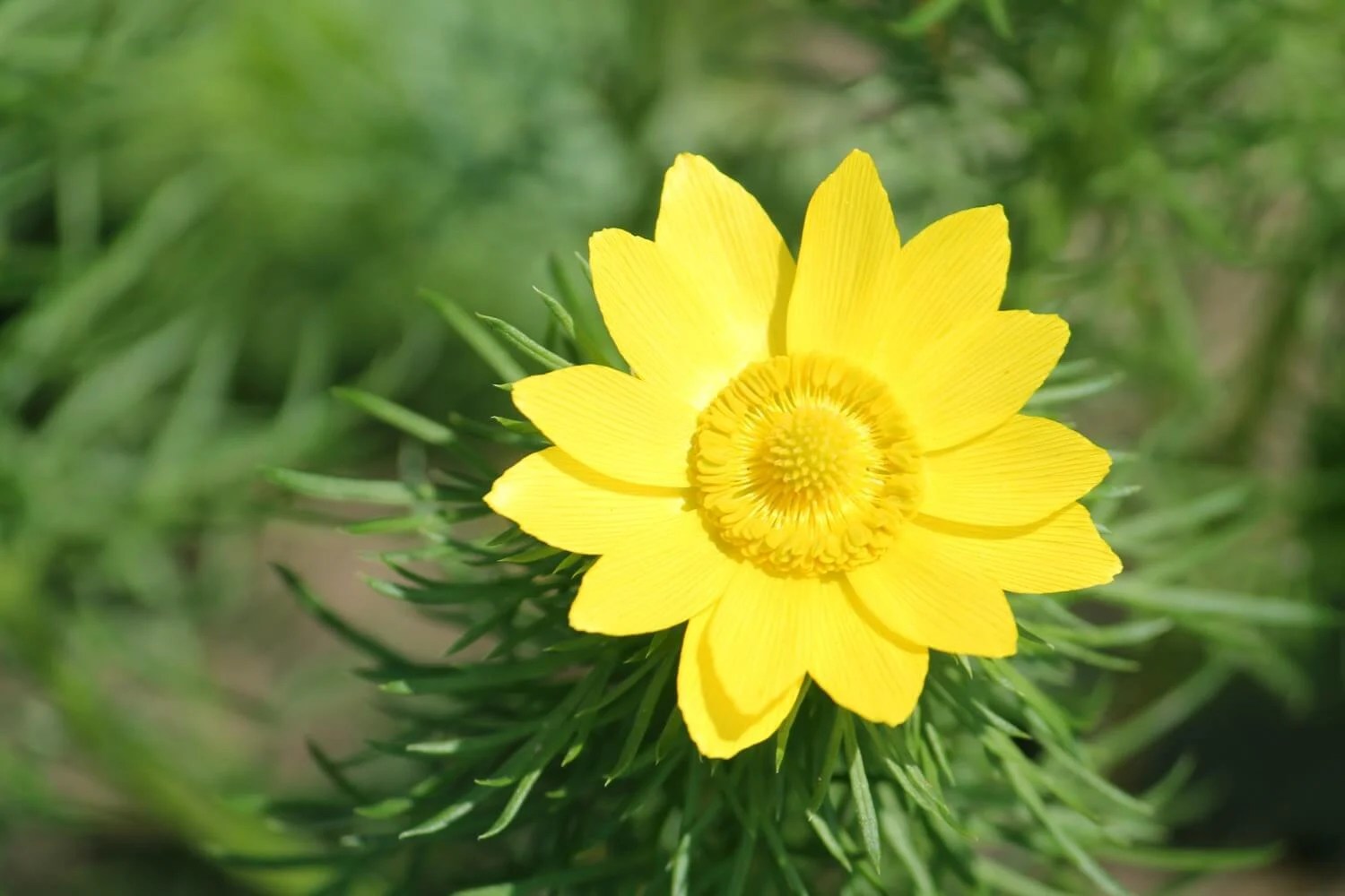 Adonis Flower Meaning Unveiling Cultural Stories, Myths, and Symbolism