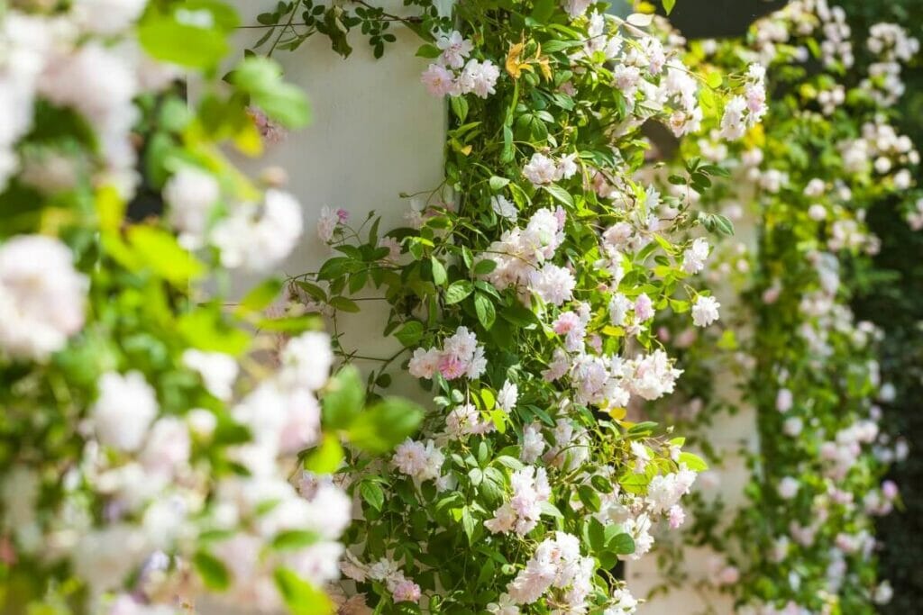When and How to Plant Climbing Roses The Easy Way Petal Republic