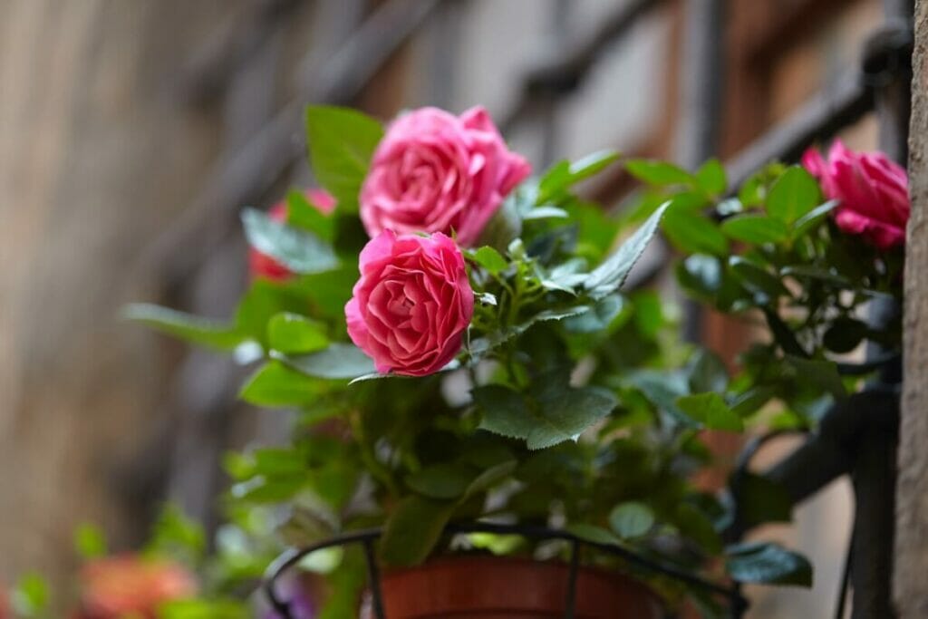 Growing Roses in Pots Easy StepbyStep Container Guide Petal Republic