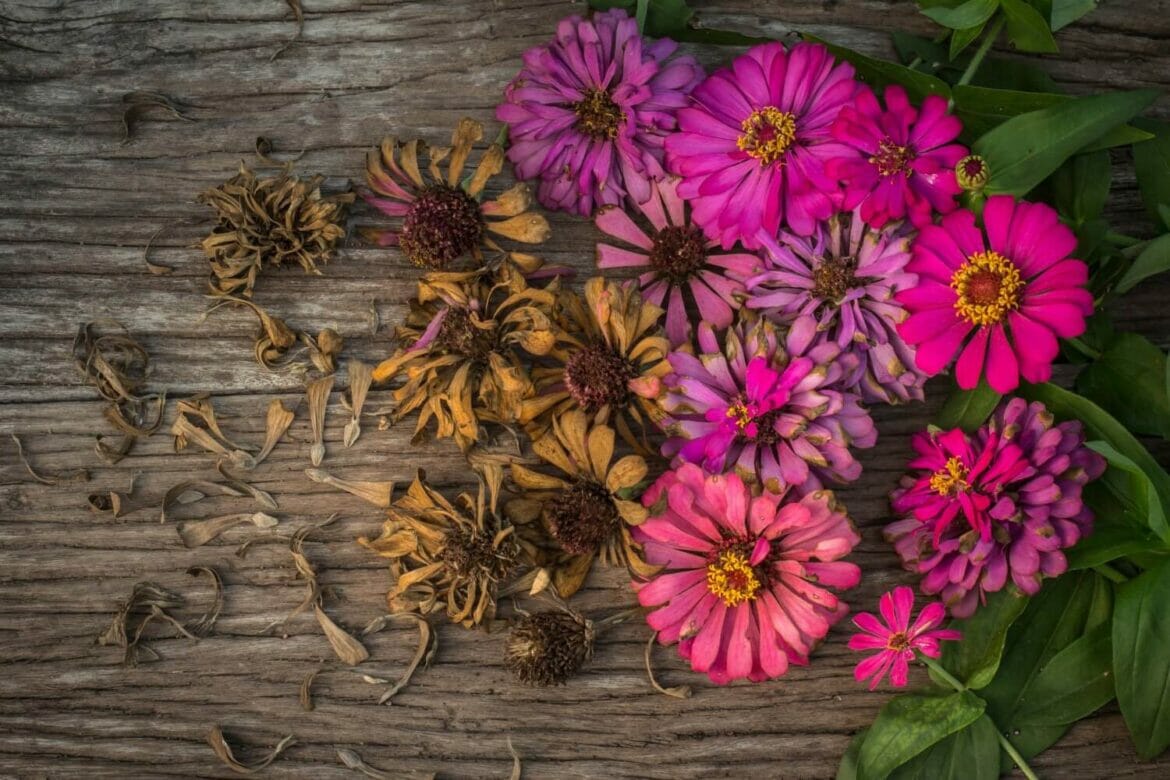 How to Save Zinnia Seeds A StepbyStep Guide for Beginners Petal