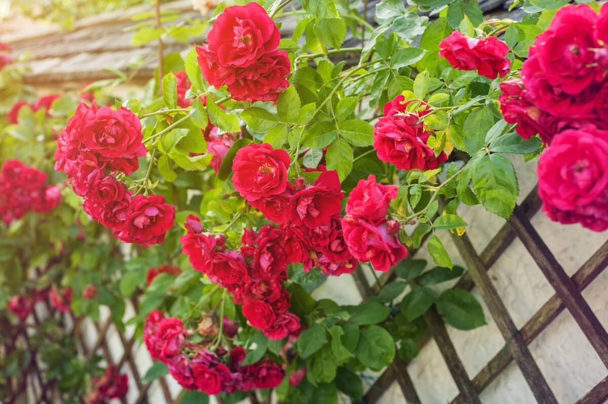 Planting Climbing Roses Tips and Techniques Petal Republic