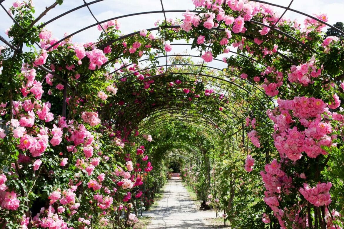 Planting Climbing Roses Tips and Techniques Petal Republic