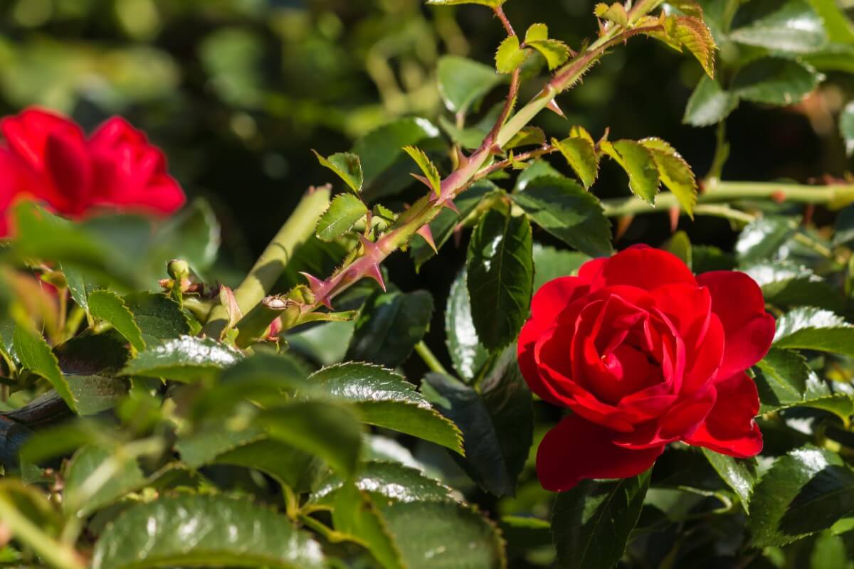 Why Do Roses Have Thorns? A Fascinating Look into Nature Petal Republic