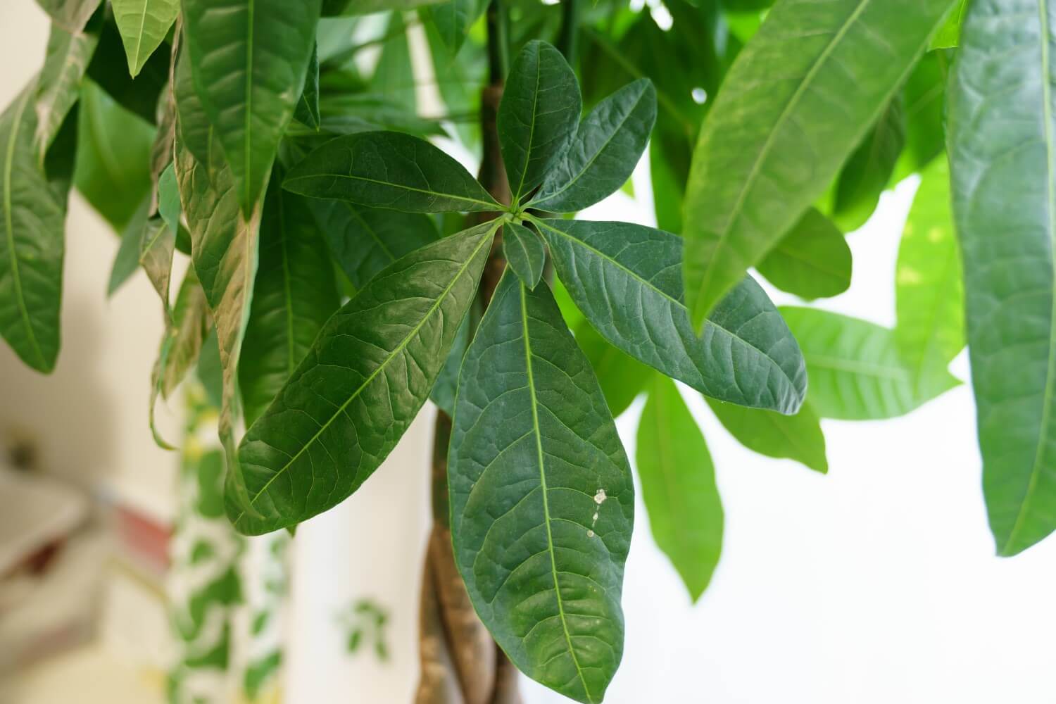 9 Common Money Tree Plant Pests and Diseases (and How to Deal With Them