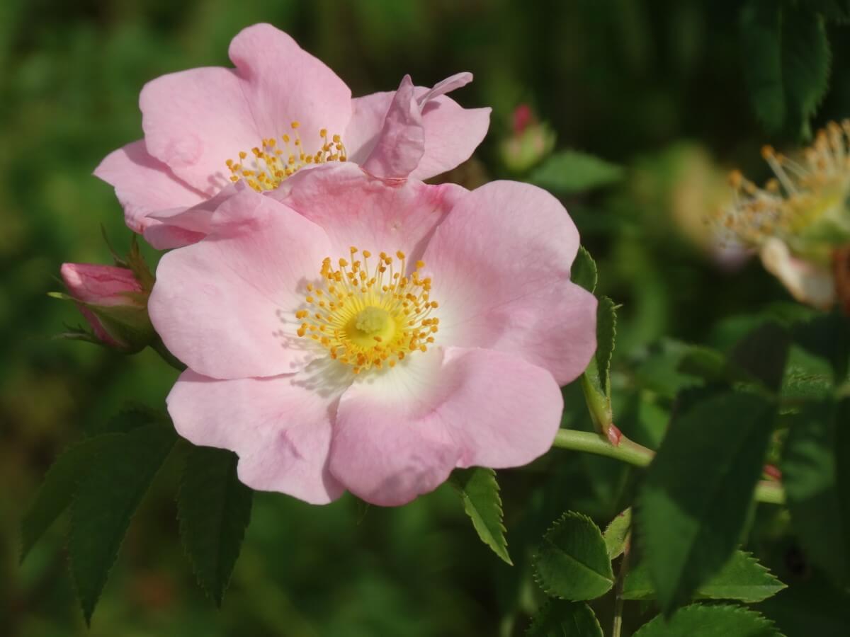Native North American Roses A Guide to Species and Cultivation Petal