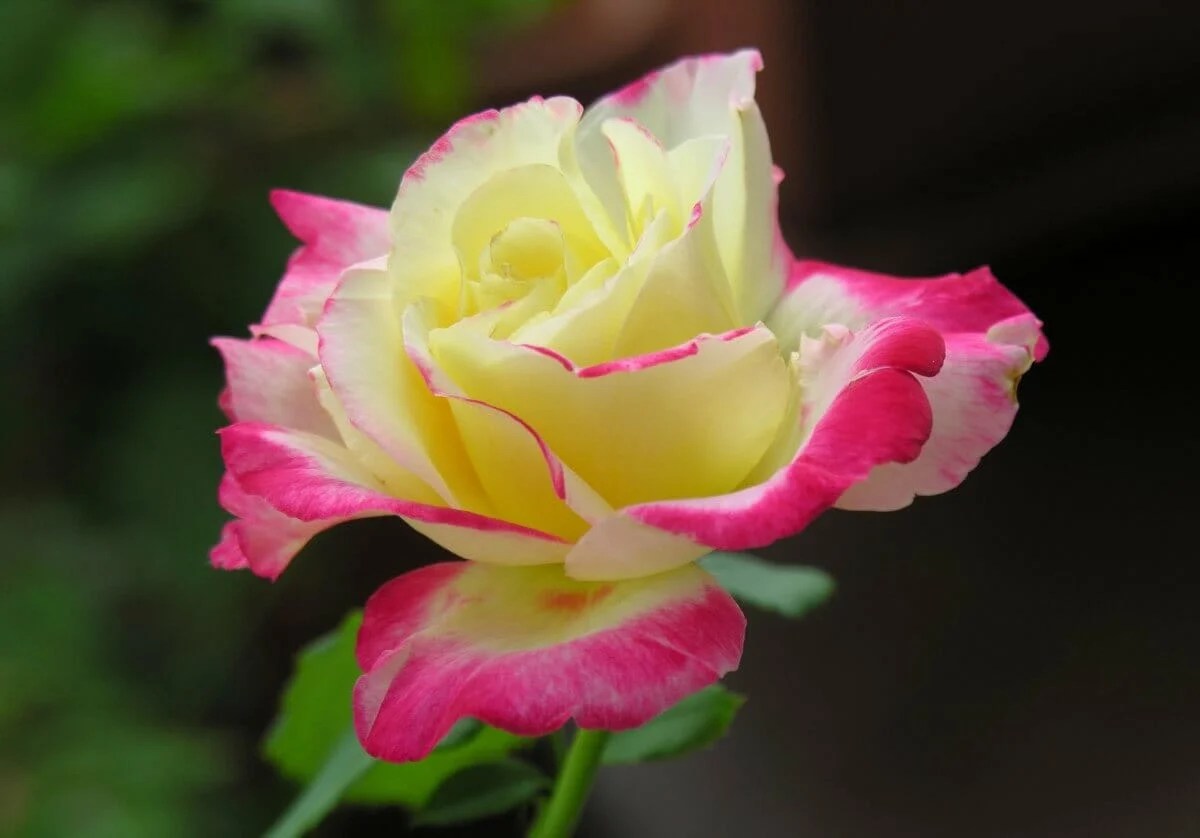 The Most Fragrant Roses for Your Garden A Comprehensive Guide Petal