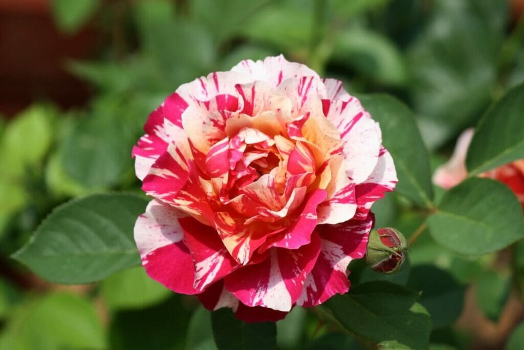 How to Grow Roses From Seed Your Complete Guide Petal Republic