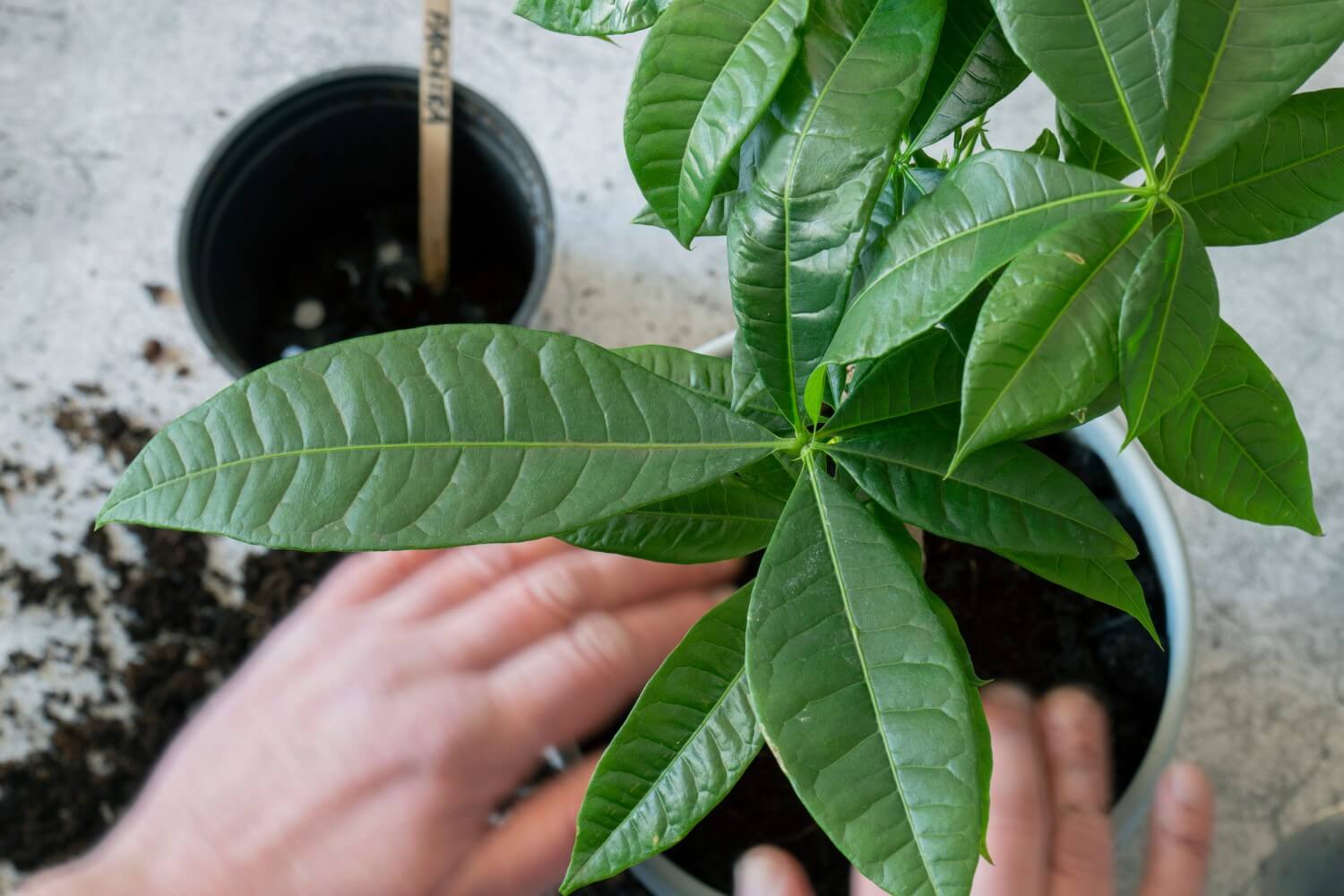 When and How To Repot Money Tree Plants Petal Republic