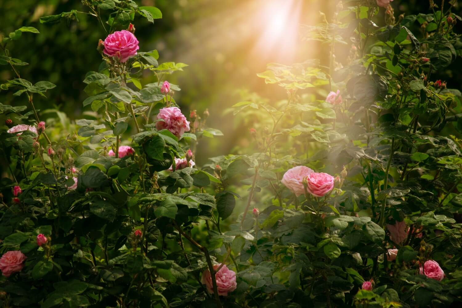 Do Roses Grow In Shaded Areas Sales Shop library.ecosystem.build