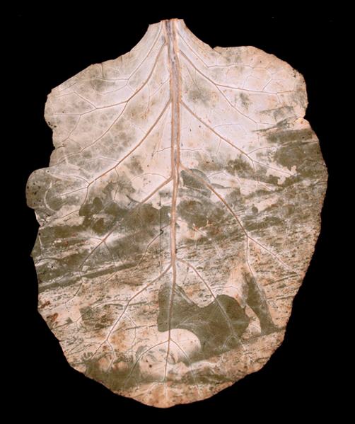 Photographer Makes "Chlorophyll Prints" Using Leaves and Sunlight