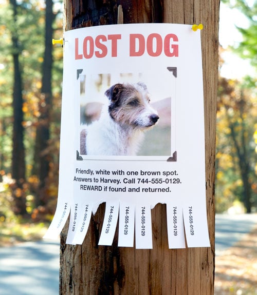 Finding your Missing Dog or Cat Pet Names by