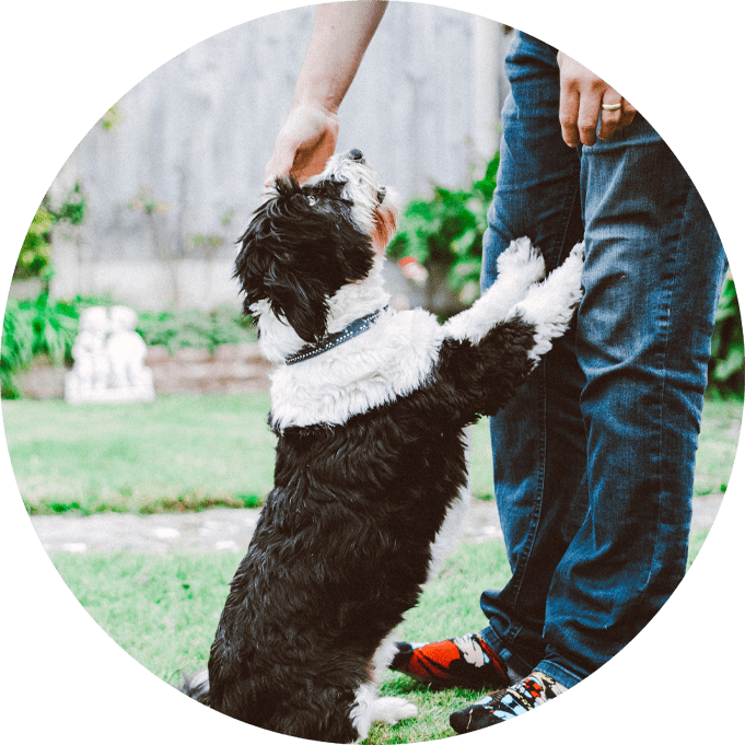 Gegevens Wijzigen - Voorkom Vermissing En Registreer Simpel En Veilig Uw Huisdier Bij Petbase - Voor Hond Kat En Andere Dieren Met Een Chip