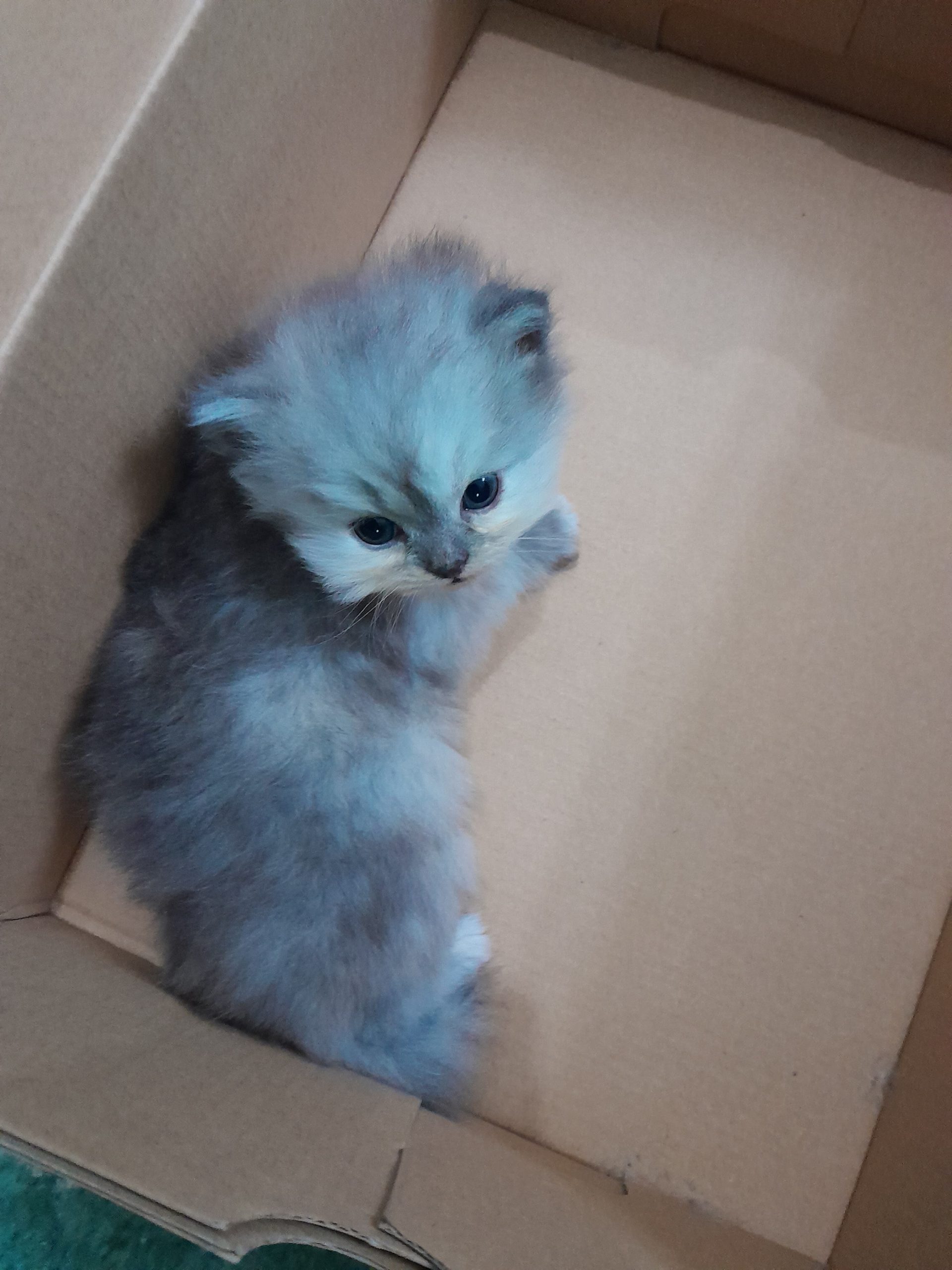 Persian triple coated cats Pet Bazaar