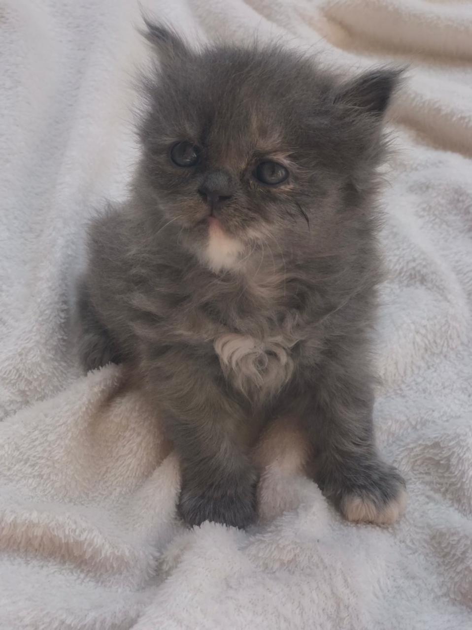 Persian double coat kittens Pet Bazaar