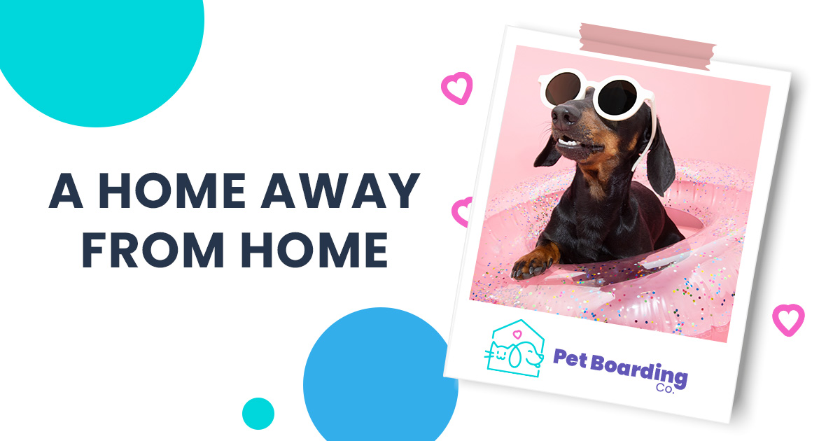 Pet Transportation Valencia