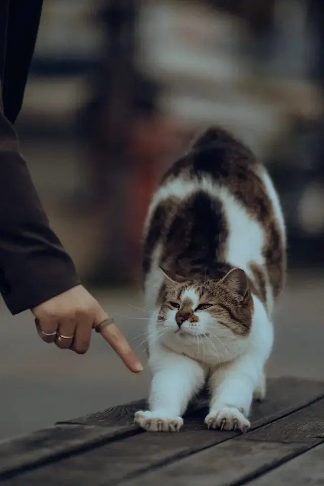 Why Does My Cat Walk On Me? Is My Cat Showing Me Love? PetBouncy