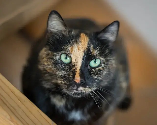 Do Tortoiseshell Cats Get Along With Other Cats? Are They Friendly