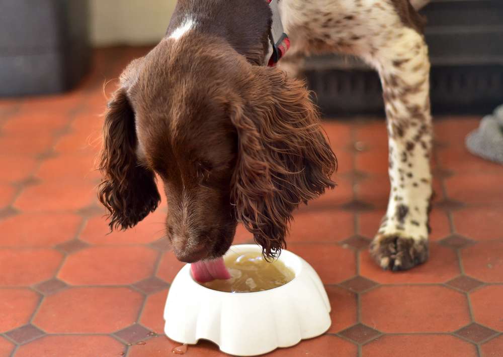 Best Superfood for older dogs?!? Bone Broth!! Pet Buddy Zone