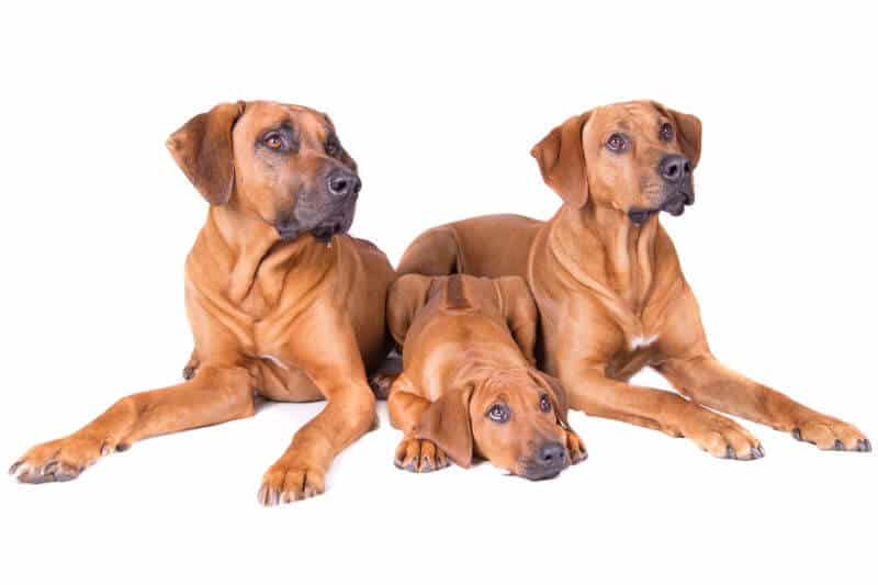 Rhodesian Ridgeback Cost Puppy, Adult Dog (with Calculator