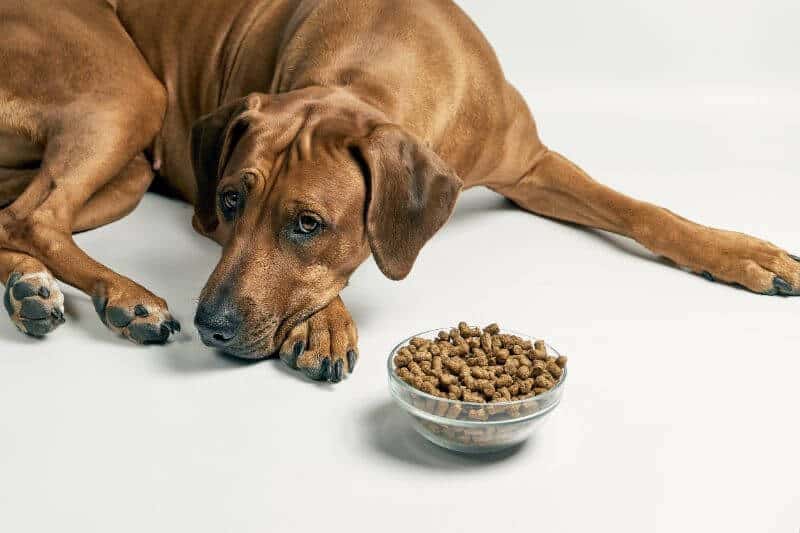 Rhodesian Ridgeback Cost Puppy, Adult Dog (with Calculator