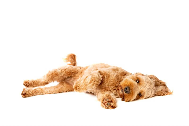 Top 25 Most Expensive Puppies you Can Buy in the US PetBudget