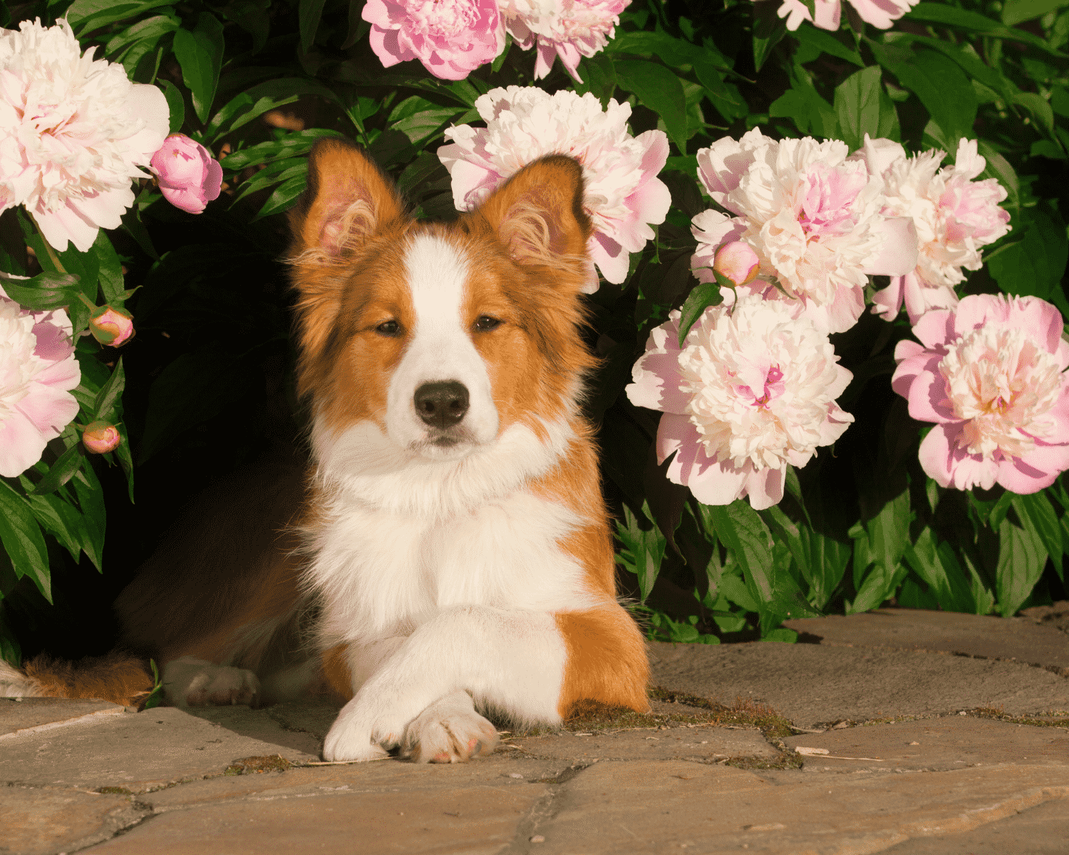 A Guide To PetFriendly Flower Gardens Pet Butler