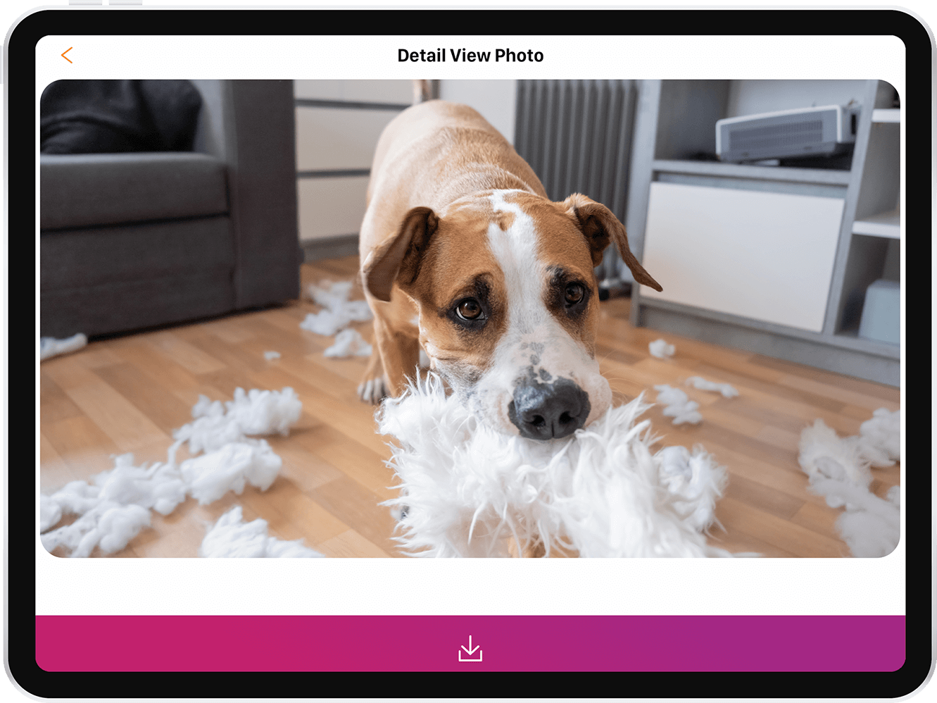 PetCam Gallery – Enjoy the Screenshots of PetCam App