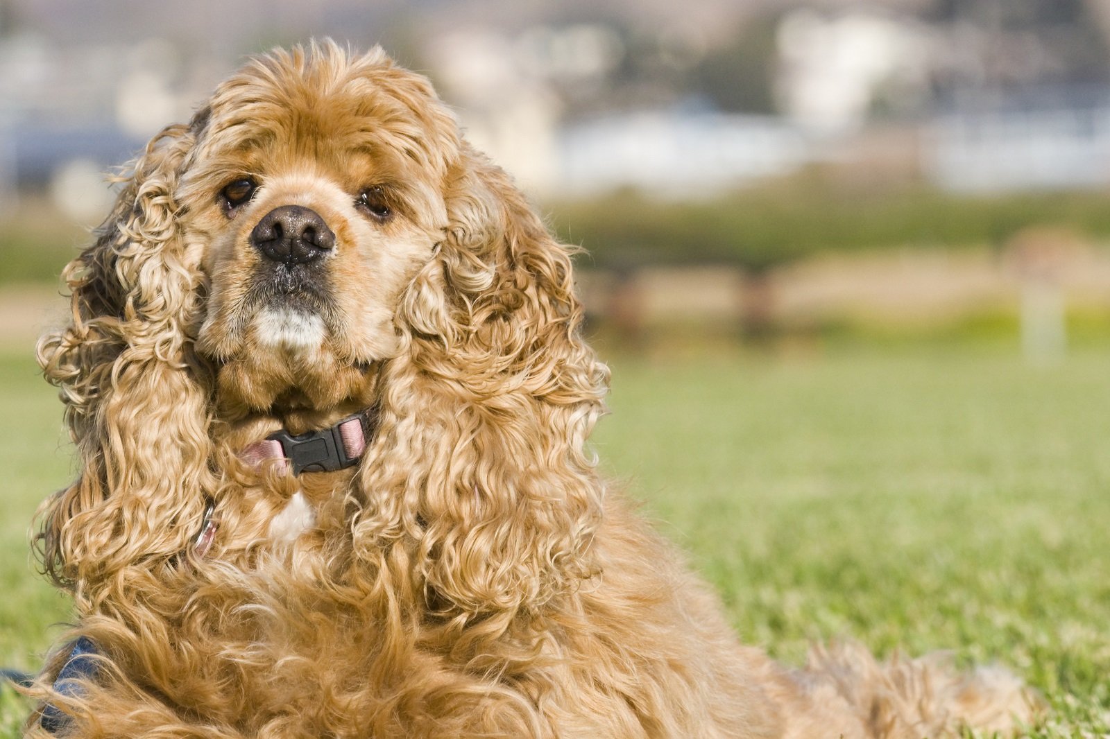 American Cocker Spaniel Özellikleri ve Bakımı
