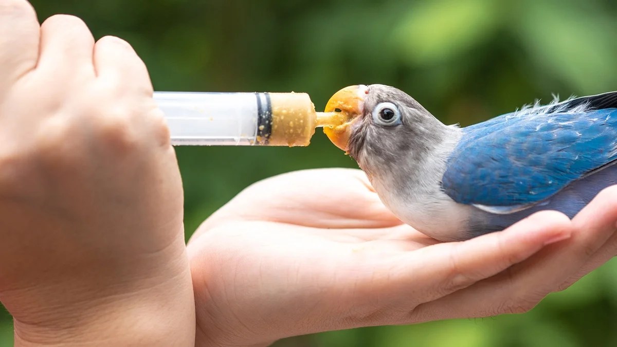Feeding Birds Pet Care Bytes
