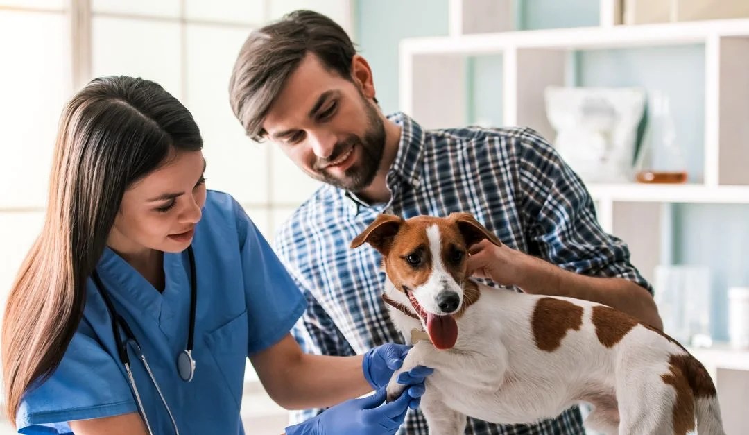 The Importance of Regular Vet Checkups Pet Care Bytes