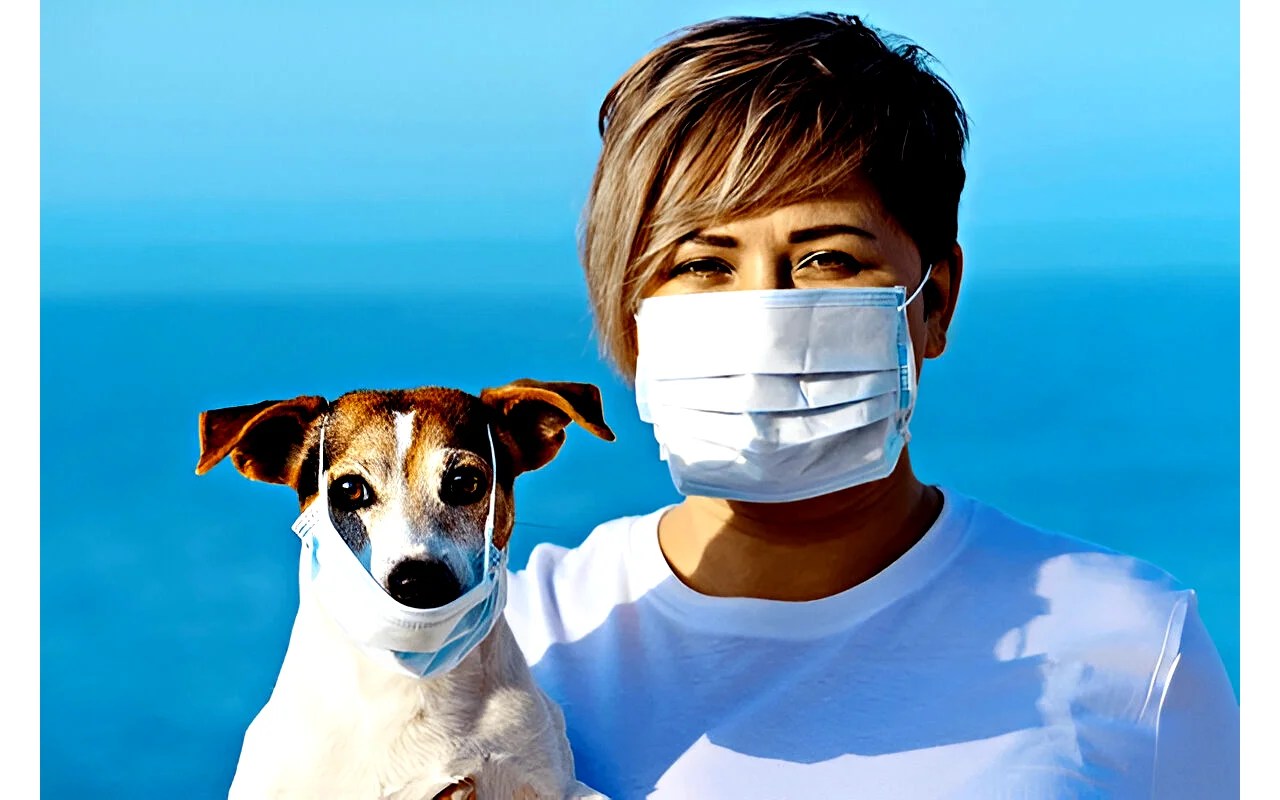 Can Pets Get the Flu? Symptoms & Treatment Explained Petcare Bytes