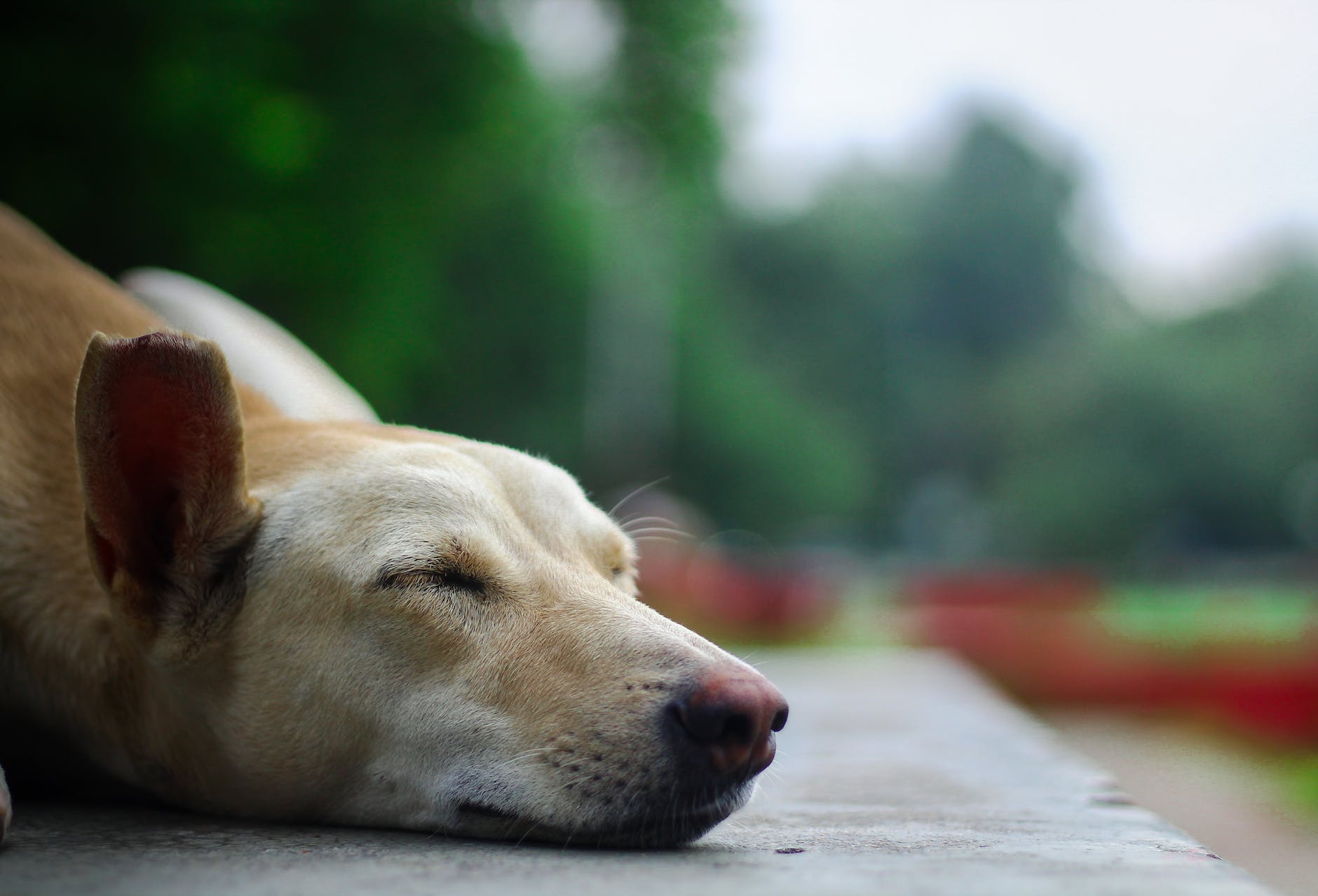 Dog Throwing Up Yellow? 5 Tips to Restore Your Pet’s Health PetCareFAQS